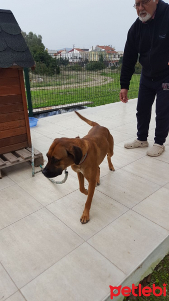 Boxer, Köpek  Nova fotoğrafı
