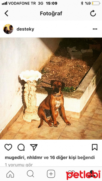 Boxer, Köpek  Nova fotoğrafı