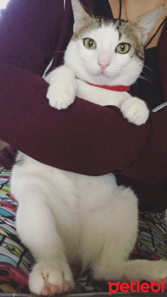 Tekir Kedi, Kedi  Çiko fotoğrafı