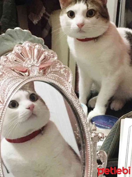 Tekir Kedi, Kedi  Çiko fotoğrafı