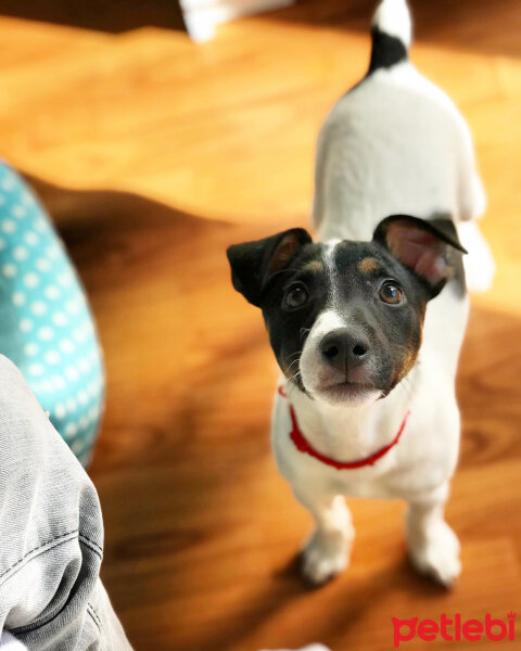 Jack Russell Terrier, Köpek  Buddy fotoğrafı