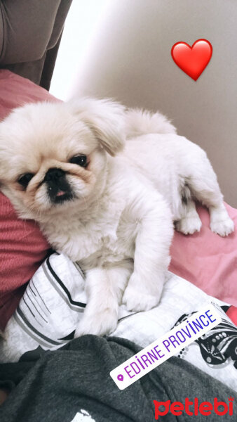 Pekingese, Köpek  Lucky fotoğrafı