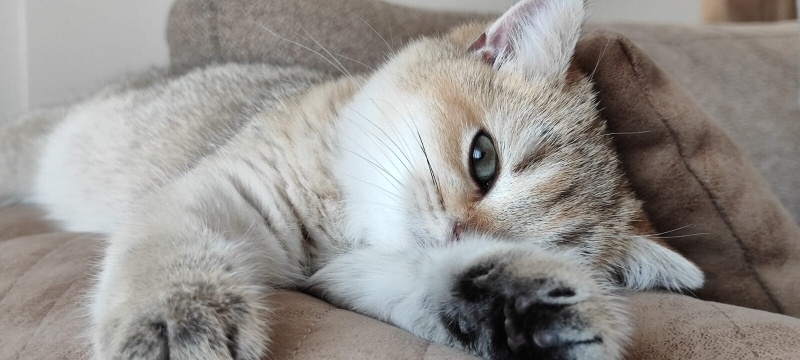 British Shorthair, Kedi  Bihter fotoğrafı