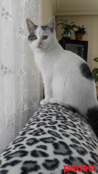 Tekir Kedi, Kedi  Romeo fotoğrafı