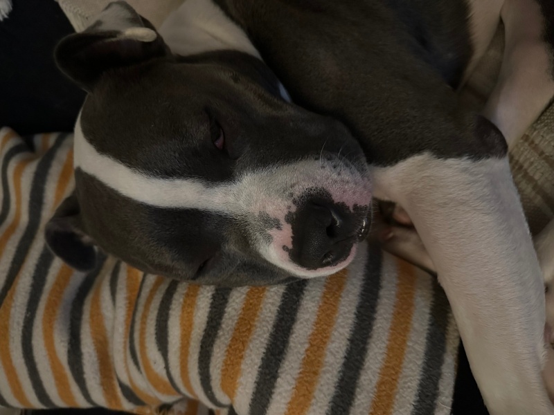 Amerikan Staffordshire Terrier, Köpek  Pascal fotoğrafı