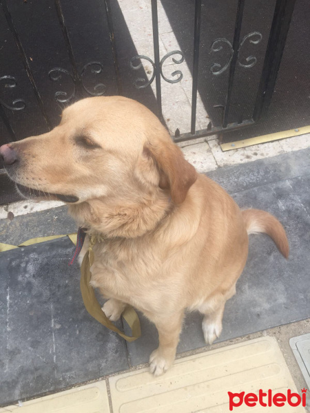 Golden Retriever, Köpek  05345563492 fotoğrafı