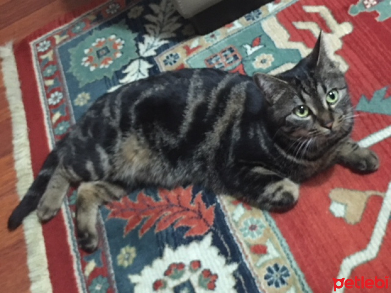 Tekir Kedi, Kedi  Sıdıka fotoğrafı