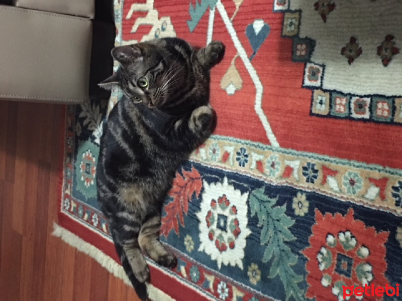 Tekir Kedi, Kedi  Sıdıka fotoğrafı