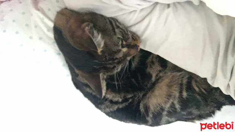 Tekir Kedi, Kedi  Sıdıka fotoğrafı