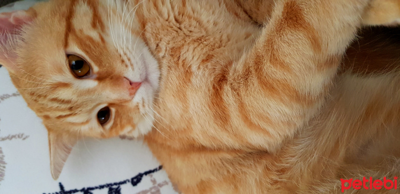 British Shorthair, Kedi  Rocky fotoğrafı