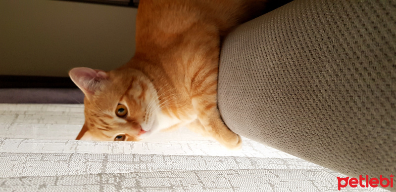 British Shorthair, Kedi  Rocky fotoğrafı