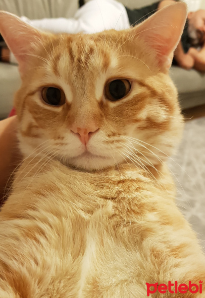 British Shorthair, Kedi  Rocky fotoğrafı