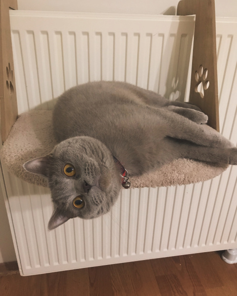 British Shorthair, Kedi  Ares fotoğrafı