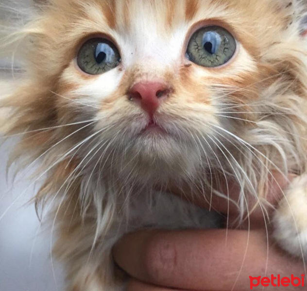 Tekir Kedi, Kedi  Nuniş fotoğrafı