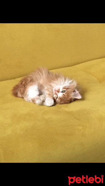 Tekir Kedi, Kedi  Nuniş fotoğrafı