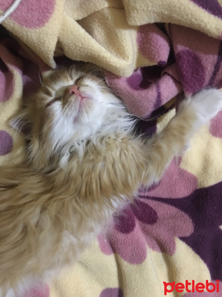 Tekir Kedi, Kedi  Nuniş fotoğrafı