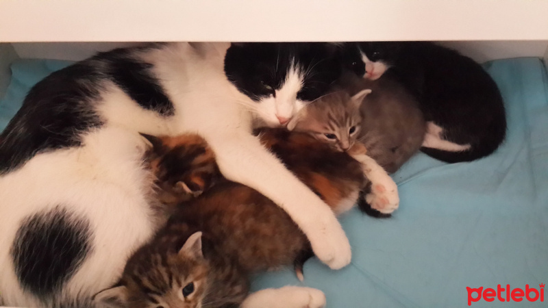Tekir Kedi, Kedi  MİA fotoğrafı