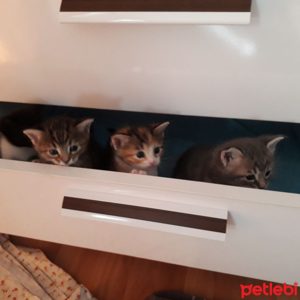 Tekir Kedi, Kedi  MİA fotoğrafı
