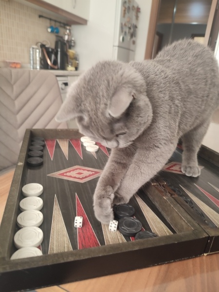 British Shorthair, Kedi  Gümüş Bıdık fotoğrafı