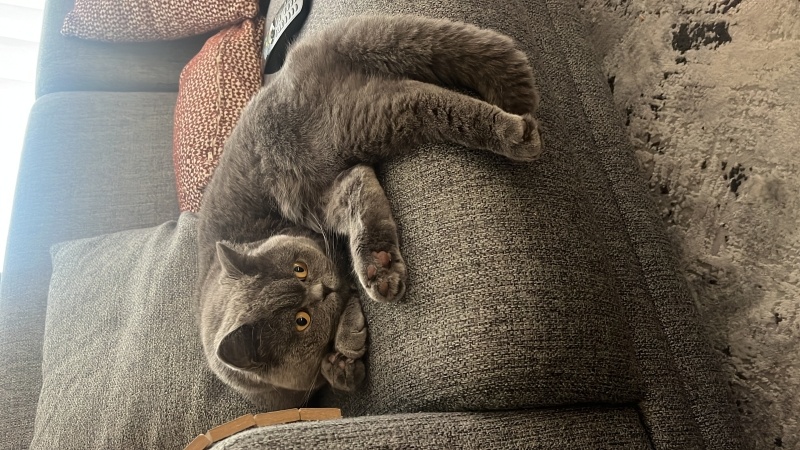 British Shorthair, Kedi  Oscar fotoğrafı