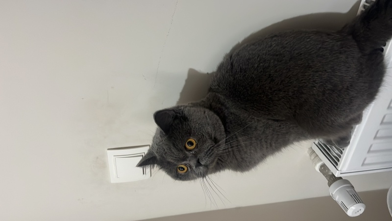 British Shorthair, Kedi  Oscar fotoğrafı