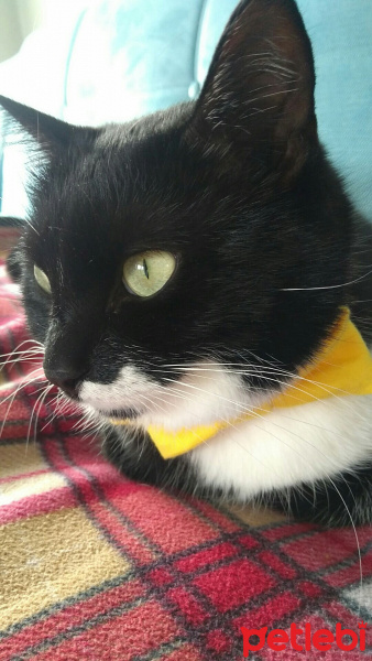 Tuxedo (Smokin) Kedi, Kedi  Karam fotoğrafı