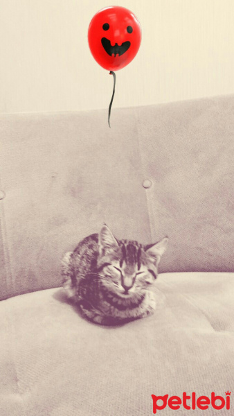 Tuxedo (Smokin) Kedi, Kedi  Karam fotoğrafı