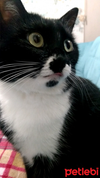 Tuxedo (Smokin) Kedi, Kedi  Karam fotoğrafı
