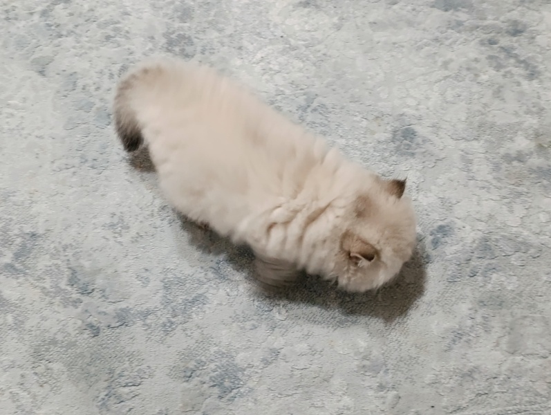 British Longhair, Kedi  A Kalite Safkan British fotoğrafı