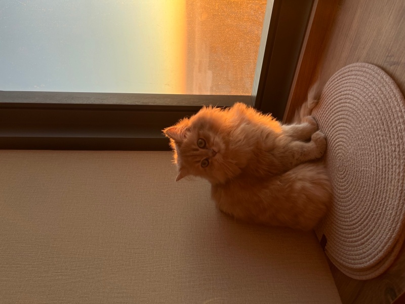 British Longhair, Kedi  Feya fotoğrafı