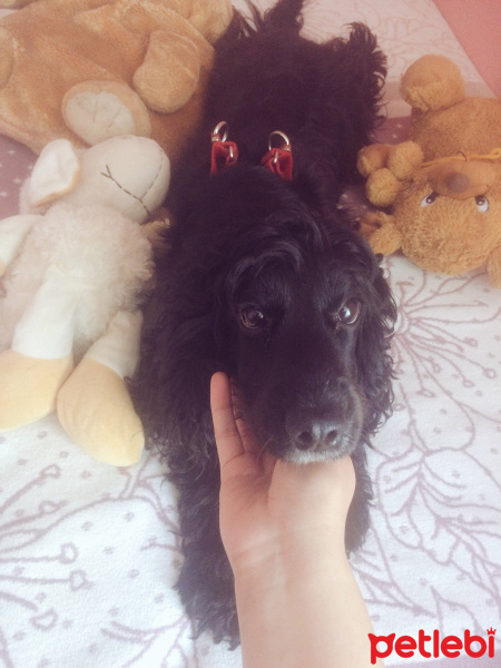 İngiliz Cocker Spaniel, Köpek  Mişa fotoğrafı