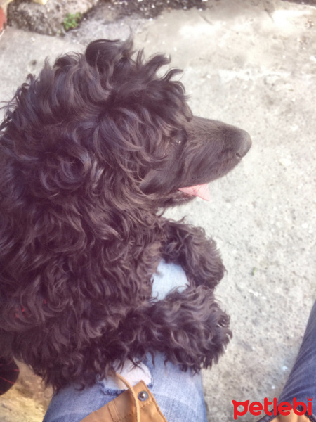 İngiliz Cocker Spaniel, Köpek  Mişa fotoğrafı