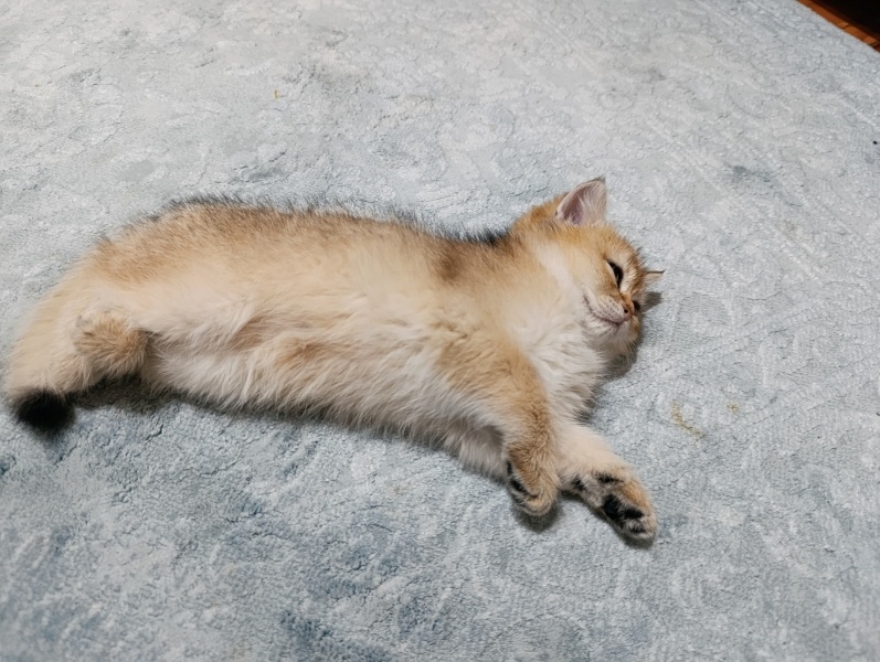 British Shorthair, Kedi  A Kalite Safkan British fotoğrafı