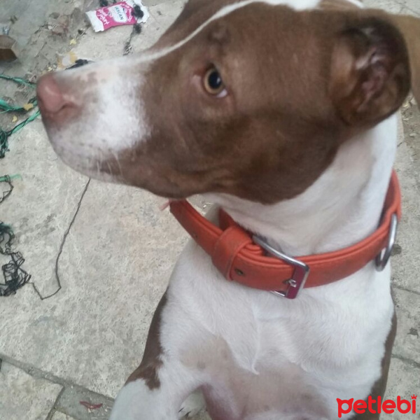 Amerikan Staffordshire Terrier, Köpek  zeyna fotoğrafı