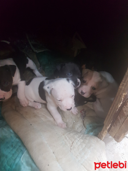 Amerikan Staffordshire Terrier, Köpek  zeyna fotoğrafı