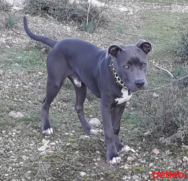 Amerikan Pitbull Terrier, Köpek  Gölge fotoğrafı