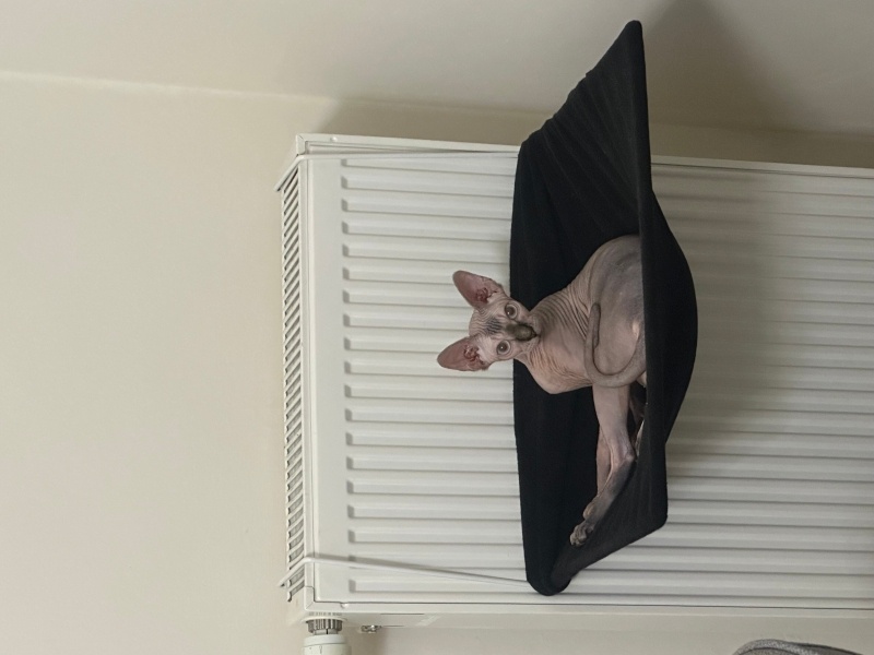 Sphynx, Kedi  miya fotoğrafı