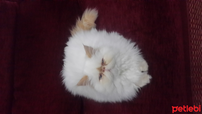 İran Kedisi (Persian), Kedi  Prenses fotoğrafı