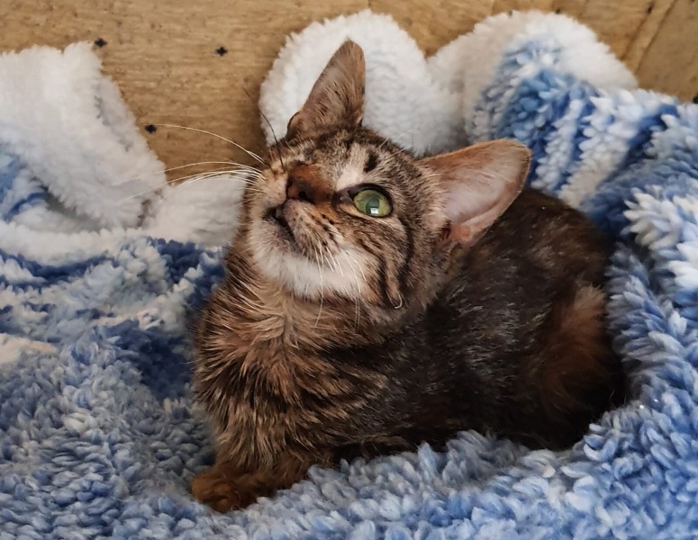 Tekir Kedi, Kedi  Çtos fotoğrafı