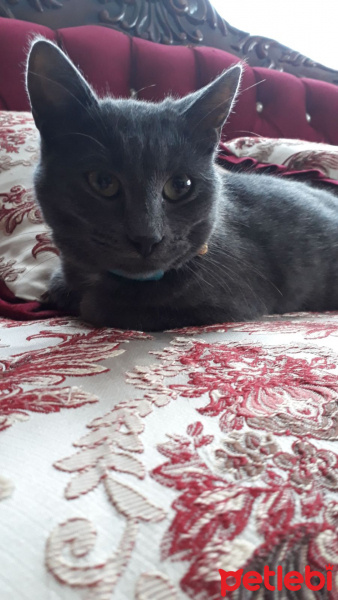 Mavi Rus, Kedi  Duman fotoğrafı