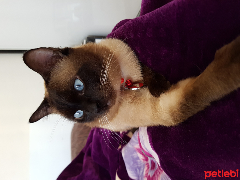 Siyam Kedisi, Kedi  Boncuk fotoğrafı