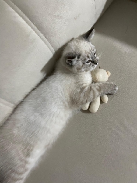 British Shorthair, Kedi  Gumball fotoğrafı