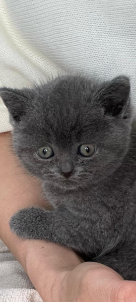 British Shorthair, Kedi  Darwin fotoğrafı