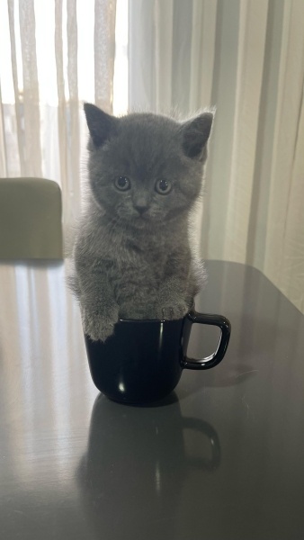 British Shorthair, Kedi  Darwin fotoğrafı