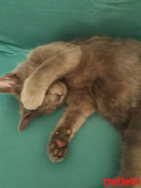 British Shorthair, Kedi  Duman fotoğrafı