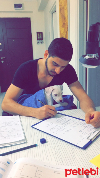 Dogo Arjantin, Köpek  Lena fotoğrafı