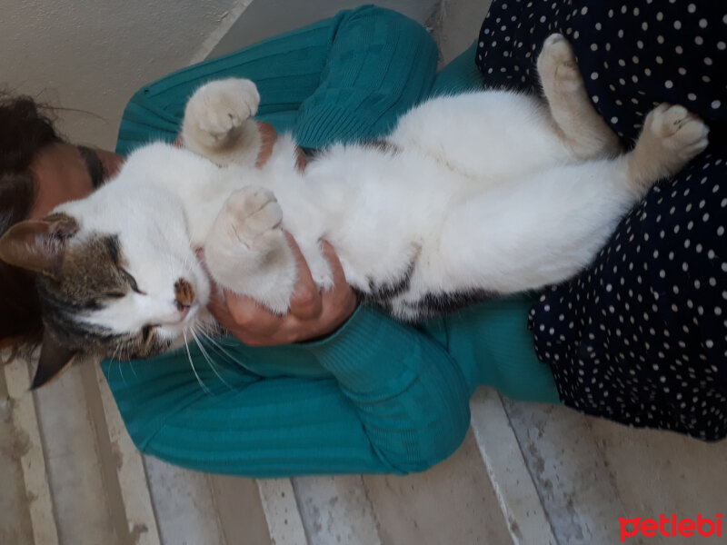 Tekir Kedi, Kedi  Kaplan fotoğrafı