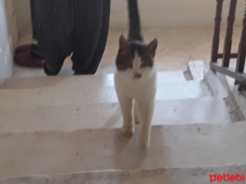 Tekir Kedi, Kedi  Kaplan fotoğrafı