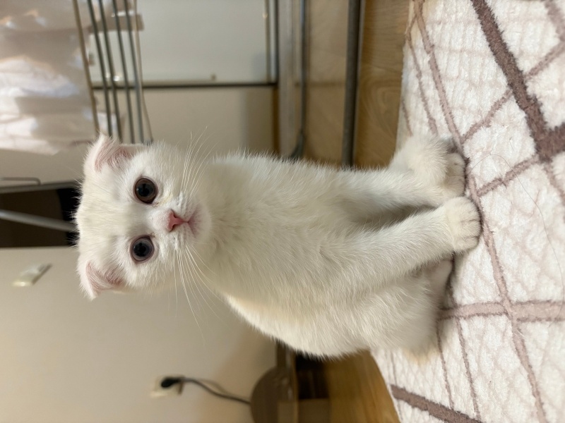 Scottish Fold, Kedi  Mia fotoğrafı