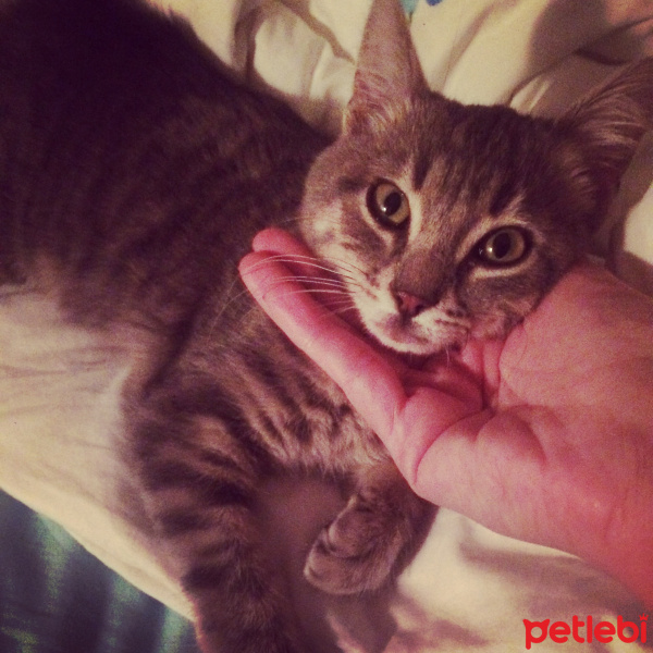 Tekir Kedi, Kedi  Ali nazik fotoğrafı